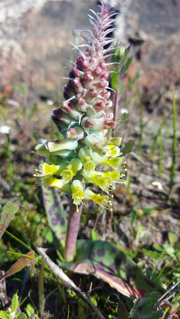 Lachenalia longibracteata, Cape Farms, Cape Town, South Africa