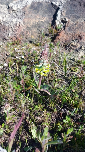 Lachenalia longibracteata