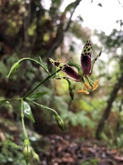 Swertia shintenensis