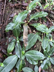 Swertia shintenensis