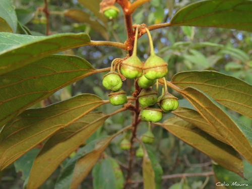 Colubrina cordifolia