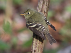 Acadian Flycatcher photo 2