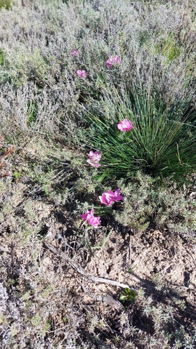 Image of Babiana blanda by (c) Jacques van der Merwe, some rights reserved (CC BY-SA)