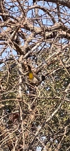 Southern Dark-capped Bulbul