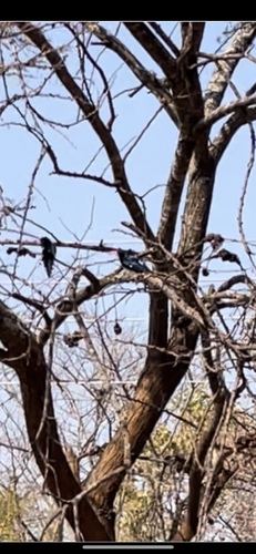 Green Woodhoopoe