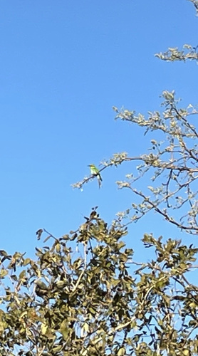 Swallow-tailed Bee-eater