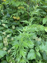 Artemisia montana, photograph (c) Илья Руденко, some rights reserved (CC BY)