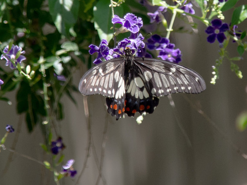 Dainty Swallowtail photo 5