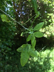 Laburnum anagyroides