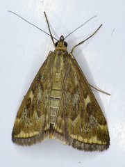 Loxostege munroealis