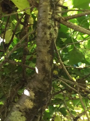 Laburnum anagyroides