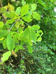 Laburnum anagyroides