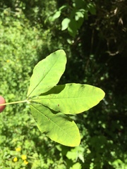 Laburnum anagyroides