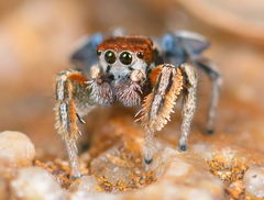Habronattus arcalorus