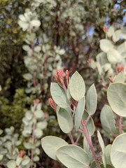 Arctostaphylos viscida mariposa