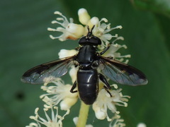 Quichuana