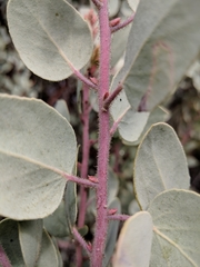 Arctostaphylos viscida mariposa