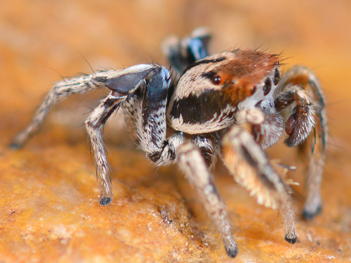 Habronattus arcalorus