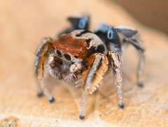 Habronattus arcalorus