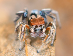 Habronattus arcalorus