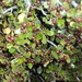 Rhamnus myrtifolia myrtifolia - Photo (c) Rachid Meddour, some rights reserved (CC BY-NC-SA), uploaded by Rachid Meddour