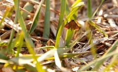 Lepidoptera