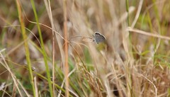 Hemiargus ceraunus
