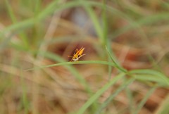 Copaeodes minima