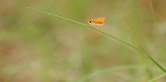 Copaeodes minima