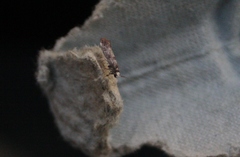 Swammerdamia pyrella