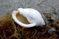 Semicassis semigranosa