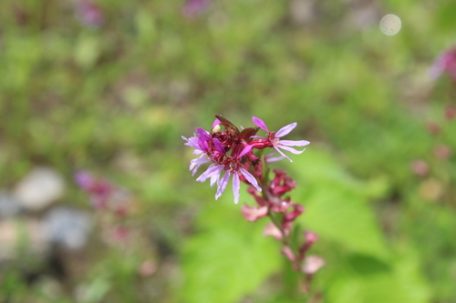 Cuphea campestris