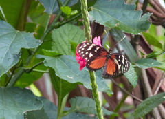 Heliconiini