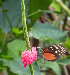 Heliconiini