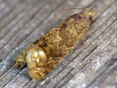 Eucosma ochroterminana