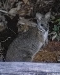 Notamacropus eugenii