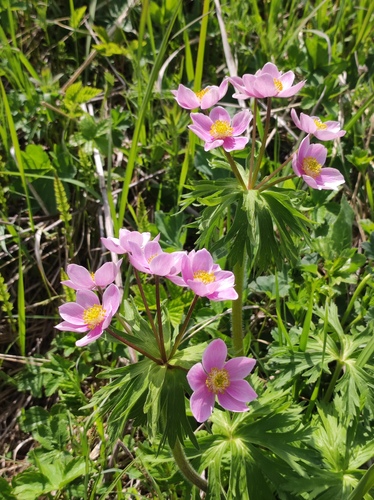 Anemonastrum fasciculatum