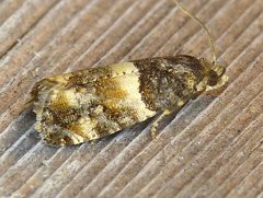 Lobesia spiraeae