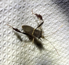 Leptoglossus concolor image