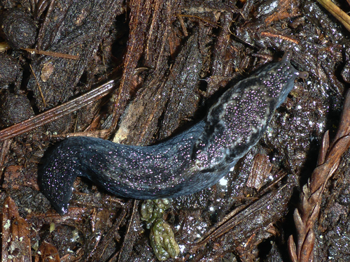 Reticulate Taildropper