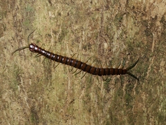 Cormocephalus rubriceps