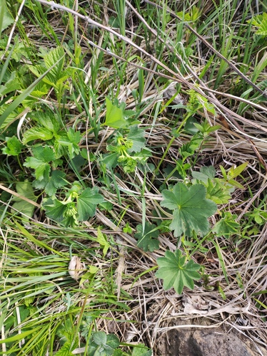 Alchemilla kozlovskii