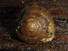 Vespericola armigera