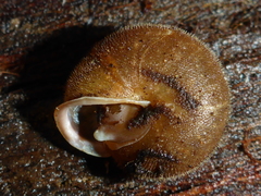 Vespericola armigera