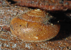 Vespericola armigera