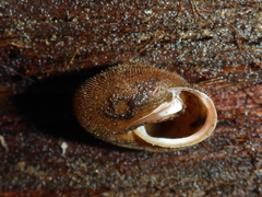 Vespericola armigera