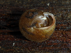 Vespericola armigera