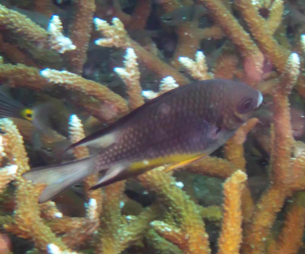 Whitebelly damselfish