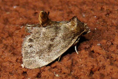 Packardia elegans
