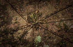 Neopantopsalis pentheter